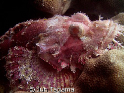 Pink Tasseled Scorpionfish (Scorpaenopsis oxycephala) by Jun Tagama 